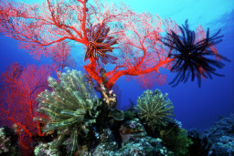 リーフイン国吉&WaterKids