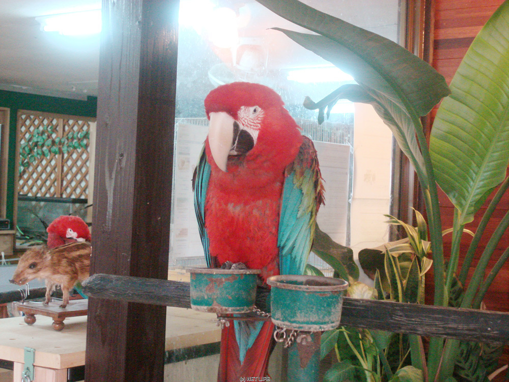 ミニミニ動物園