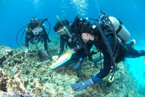 ブルーフィールド