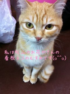 看板ねこ むすめ