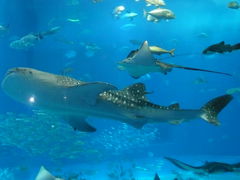 美ら海水族館